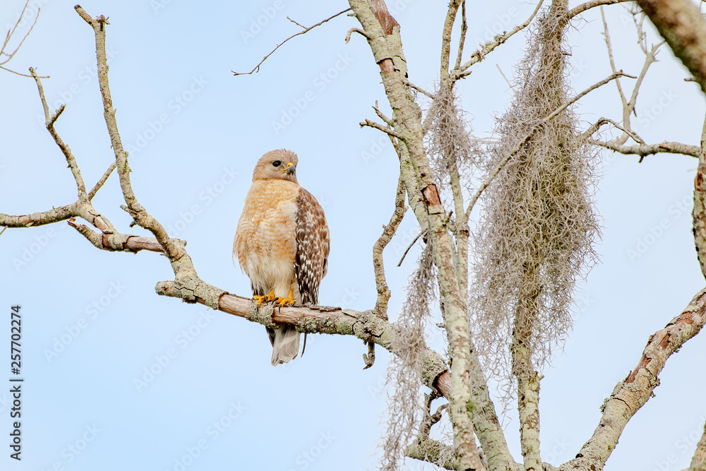Red shouldered hawk perched on a branch in a tree Red shouldered hawk perched on a branch in a tree