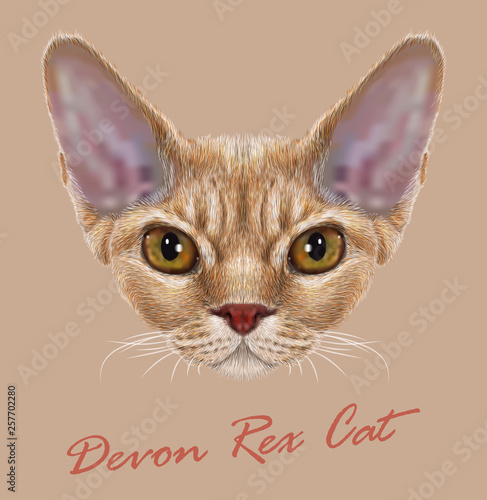 Obraz na plátně Devon Rex purebred cat animal cute face