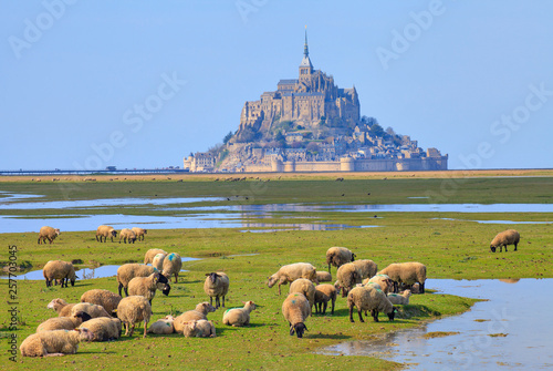 Sheep, Mont Saint Michel, Normandy, France Fototapet