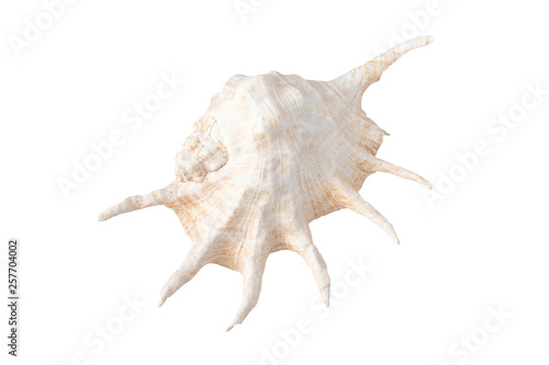 Shell. Isolate African shell with horns. Sea inhabitants concept.