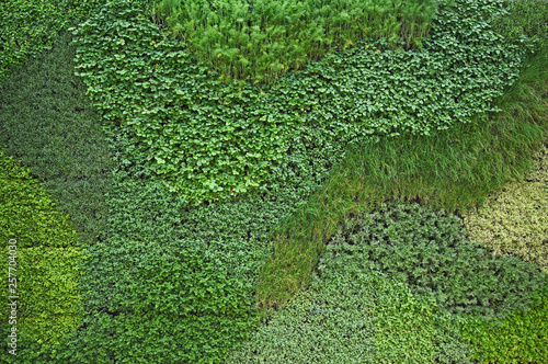 A close up of a vertical garden wall in an interior courtyard planted with a range of plants