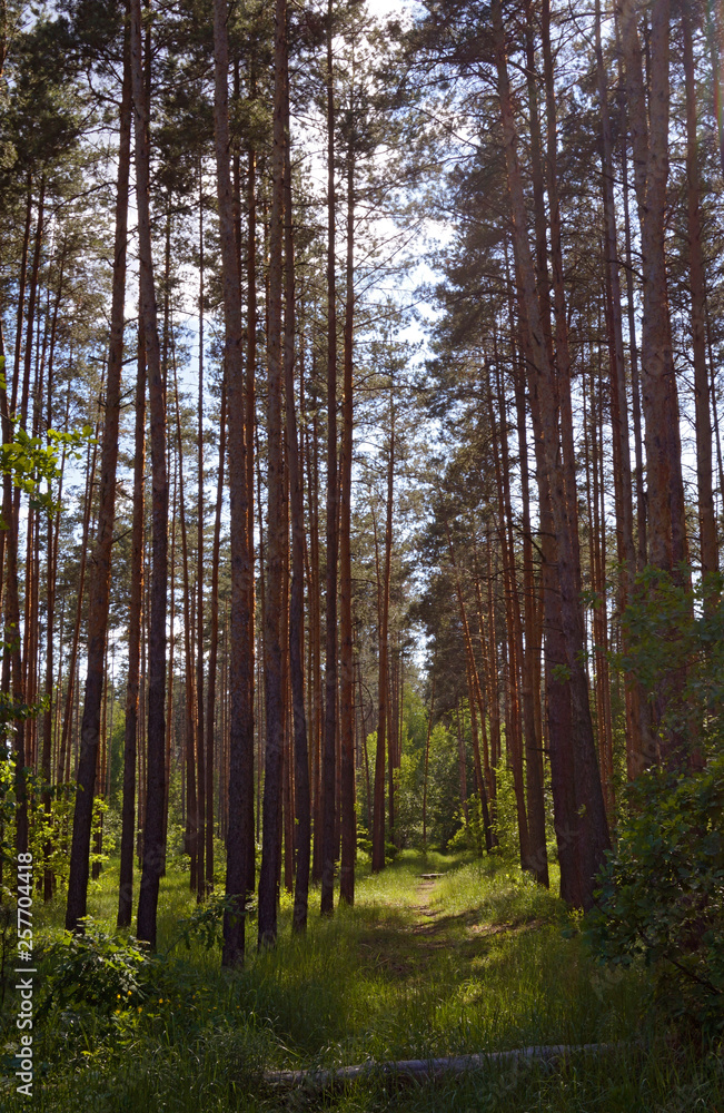 Obraz premium trees in the forest