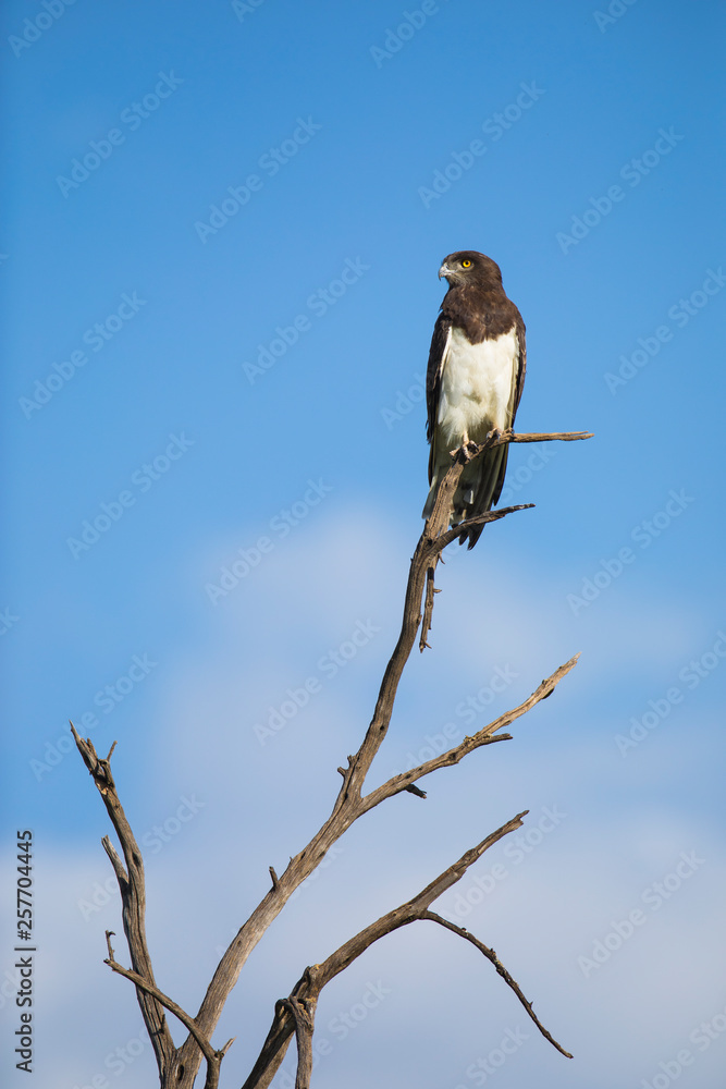 Black-chested Snake Eagle Black-chested Snake Eagle