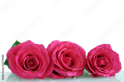 Buds of pink roses. Mother s Day concept holiday. International Women s Day March 8 concept. Valentine s Day. Flowers as a gift  postcard concept. Copy space.