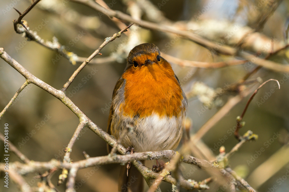 Close up of a Robin (Erithacus rubecula) Close up of a Robin (Erithacus rubecula)