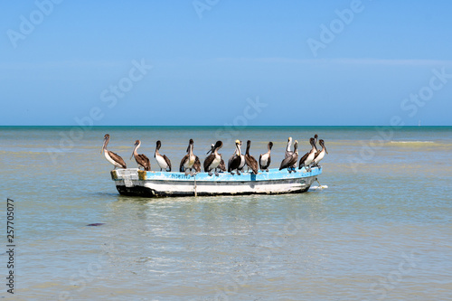 A boat full of Pelicans near Progreso, Yucatan, Mexico 