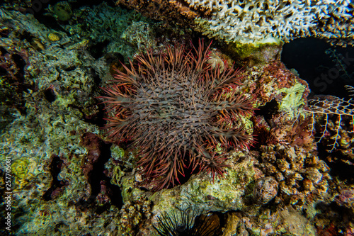 Red Sea Fire Urchin in the Red Sea Colorful and beautiful, Eilat Israel © yeshaya