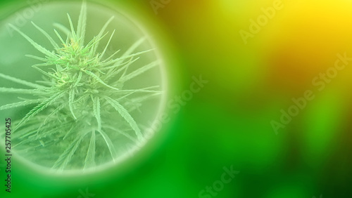 Growing commercial medical cannabis CBD oil. Herbal alternative medicine concept. Growing premium marijuana product. Influence positive and negative of hemp on human brain  nervous system