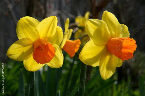 Daffodil ‘Jetfire’