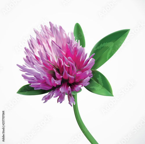 Clover flower herbal branch. Vector red summer clover flower. Realistic close up illustration of seasonal meadow clover flower isolated on white background.