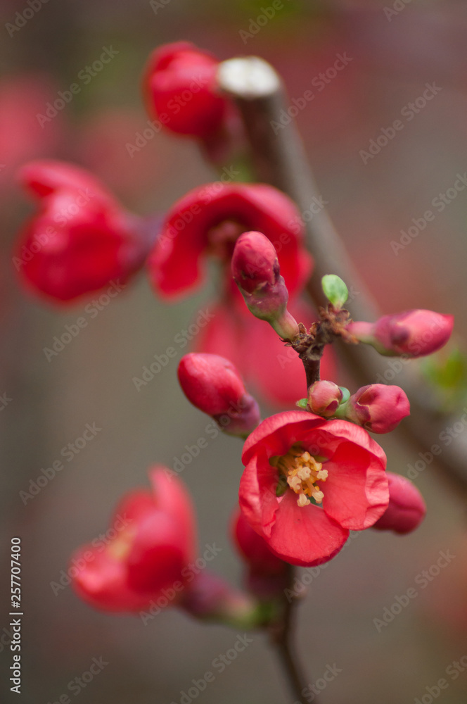 Obraz premium closeup of red japanese quince tree of Chaenomeles in public garden