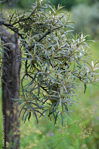 green bush of sea buckthorn, berries ripen on the bush