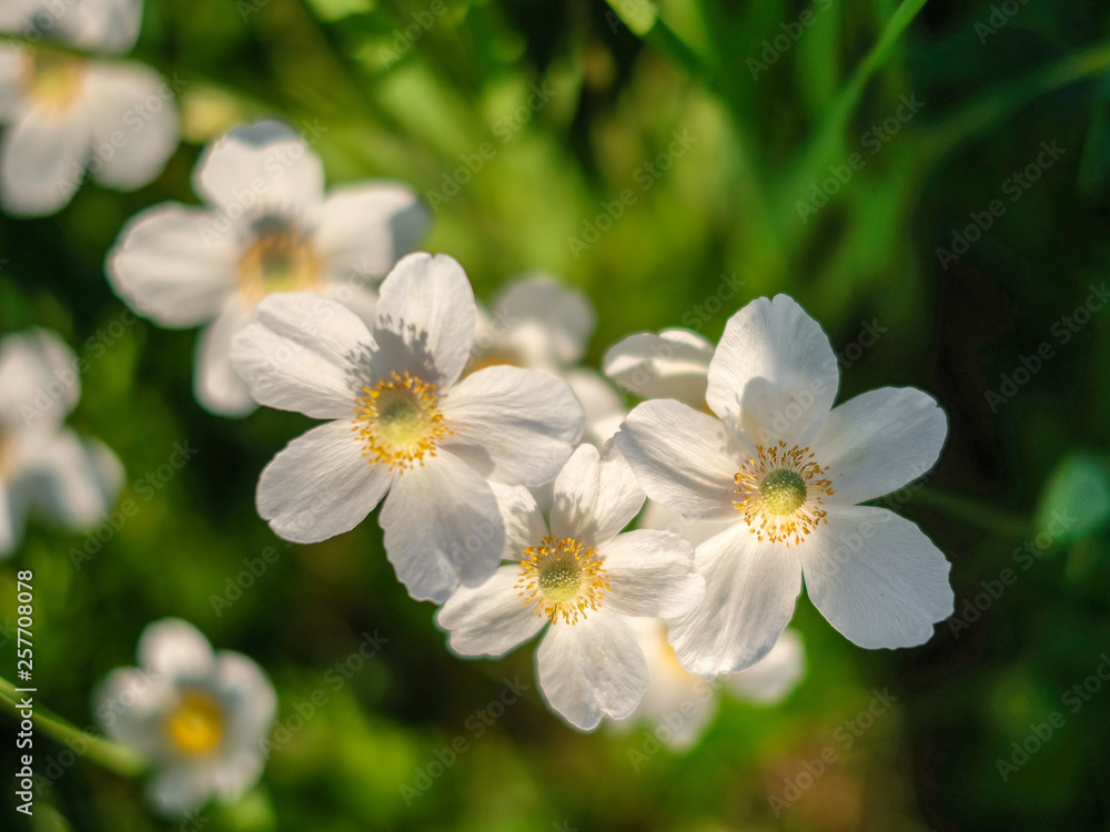 белые цветы красивый цветочный фон wildflowers buttercups