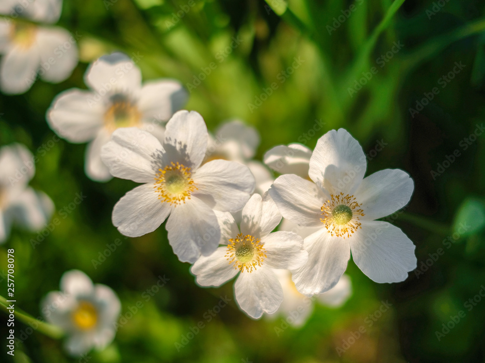 белые цветы красивый цветочный фон wildflowers buttercups белые цветы красивый цветочный фон wildflowers buttercups