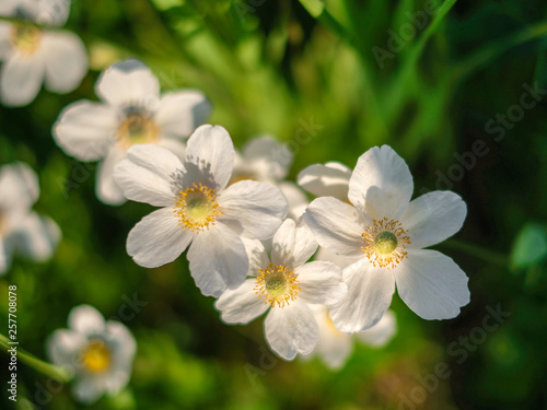 белые цветы красивый цветочный фон wildflowers buttercups
