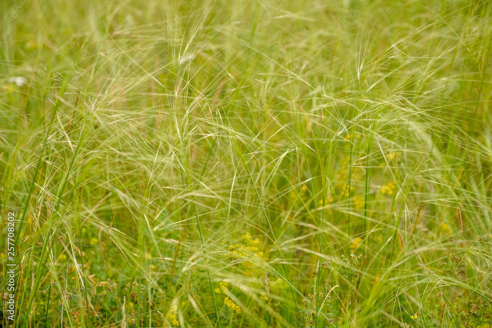 grass feather sways in the wind natural background