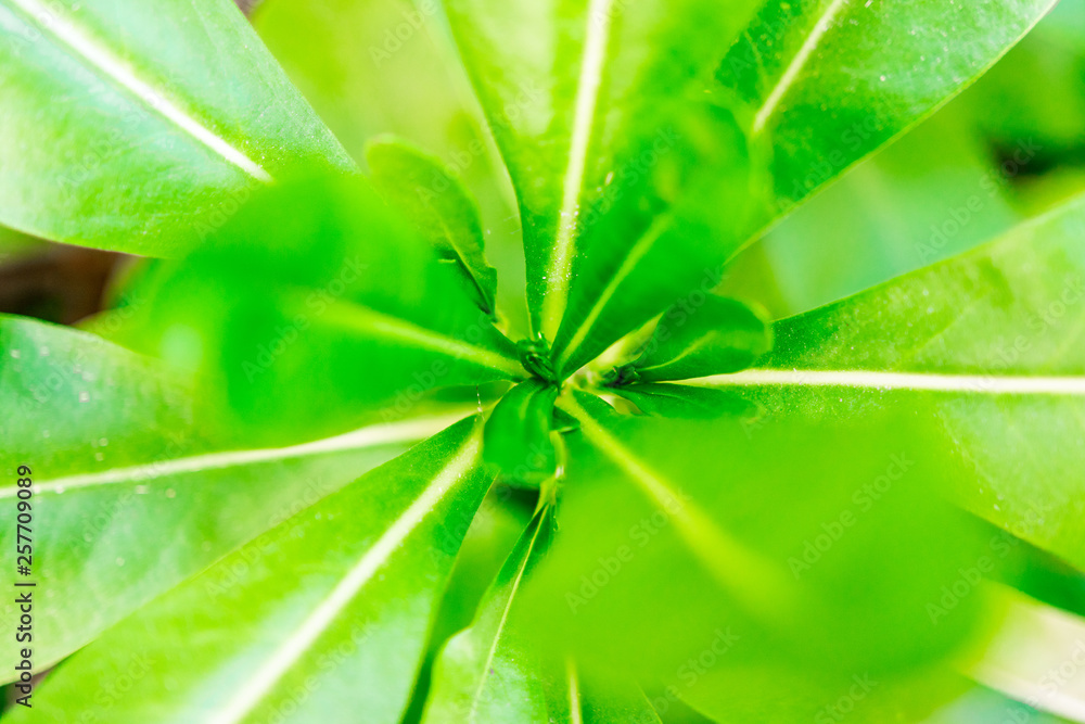 green leaf background green leaf background