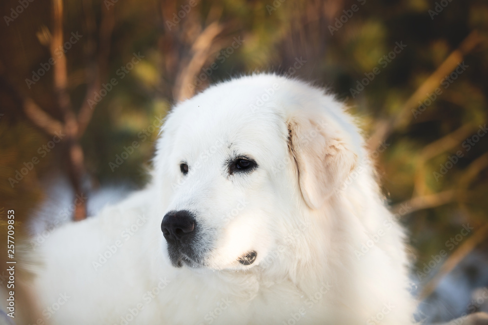 Beautiful and wise maremmano abruzzese sheepdog. Close-up of big white fluffy dog is on the snow in the forest in winter