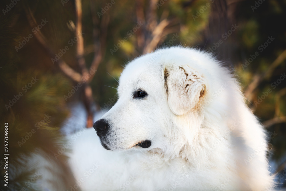 Beautiful and free maremmano abruzzese sheepdog. Close-up of big white fluffy dog is on the snow in the forest in winter Beautiful and free maremmano abruzzese sheepdog. Close-up of big white fluffy dog is on the snow in the forest in winter