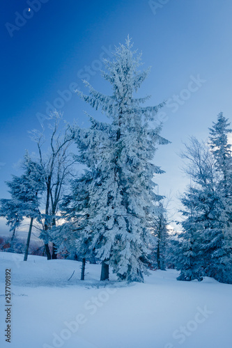Wallpaper Mural Winter view, trees covered with snow Torontodigital.ca