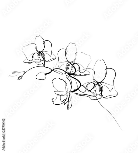 One line drawing orchid sketch.Modern single line art  aesthetic contour. Perfect for home decor such as posters  wall art  tote bag  t-shirt print  sticker