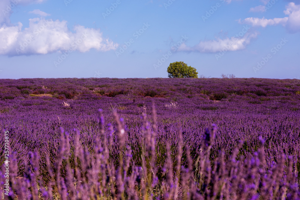 Fototapeta premium lavender field france