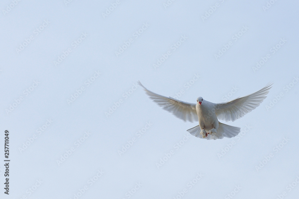 Obraz premium Pigeons fling, wings streched.