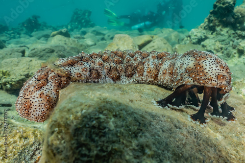 Sea cucumber in the Red Sea Colorful and beautiful  Eilat Israel