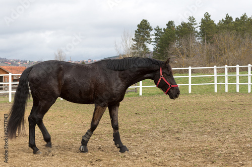 Black Horse in farm