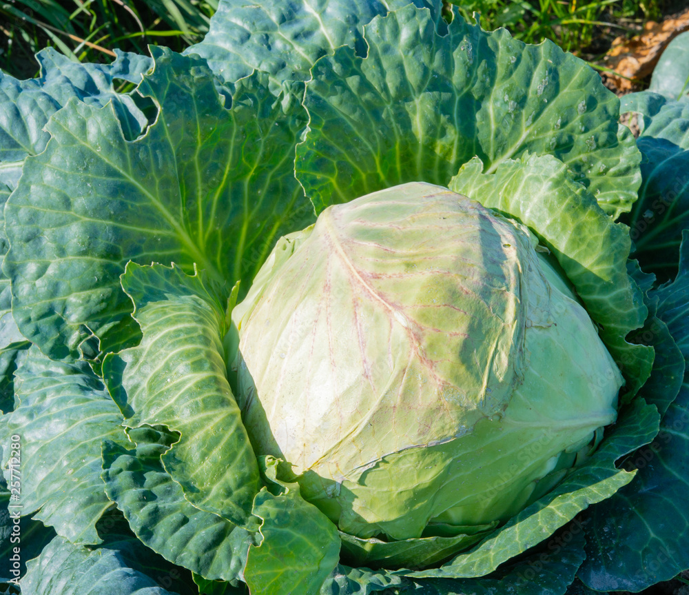 Obraz premium Weißkohl Feld im Kohlanbaugebiet Schleswig Holstein