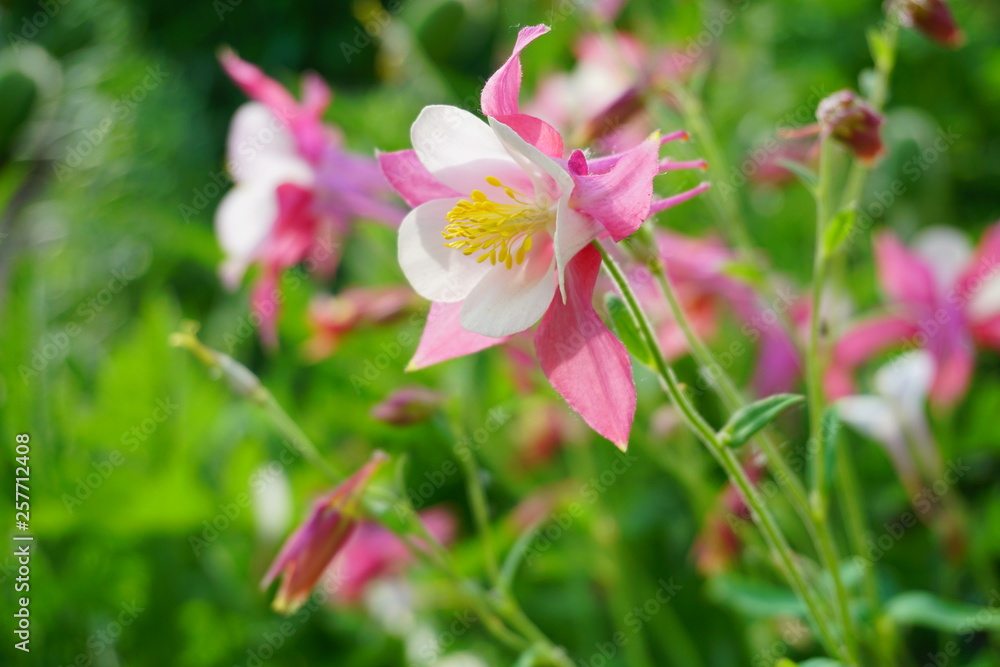 Aquilegia vulgaris - Common columbine Aquilegia vulgaris - Common columbine