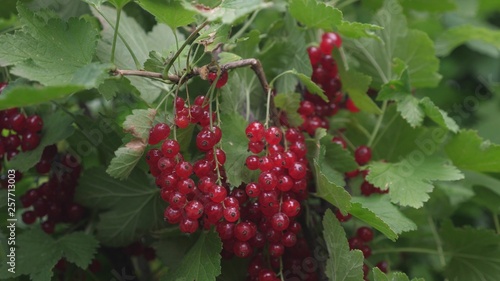 Red ripe juicy currants in the garden, a large sweet currant berry. Harvest red currant. tasty berry on branch. organic berry. Ribes rubrum