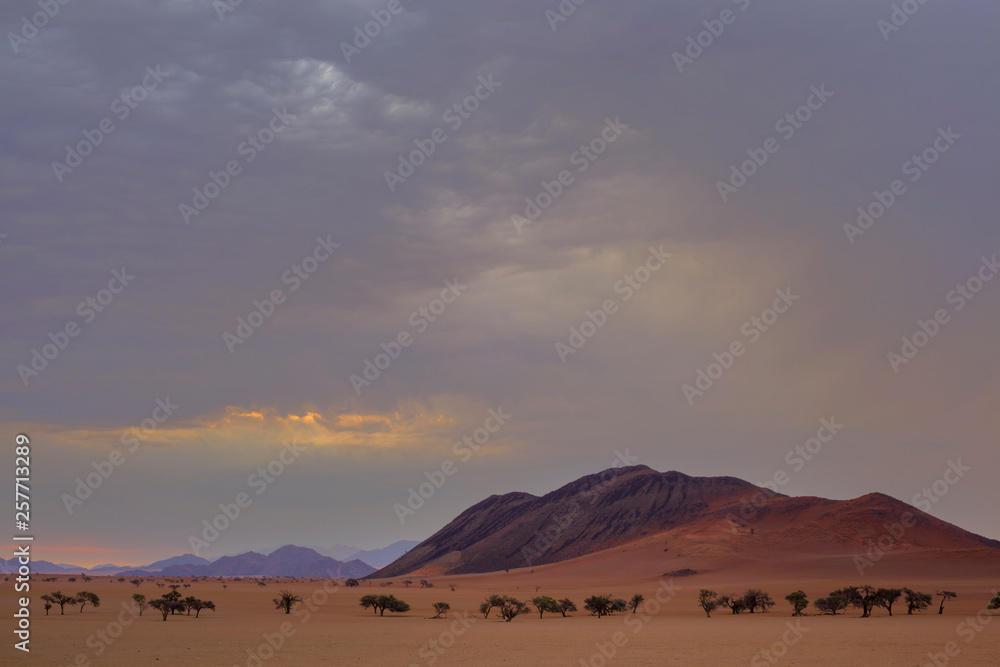 Line of camel thorn trees in the desert