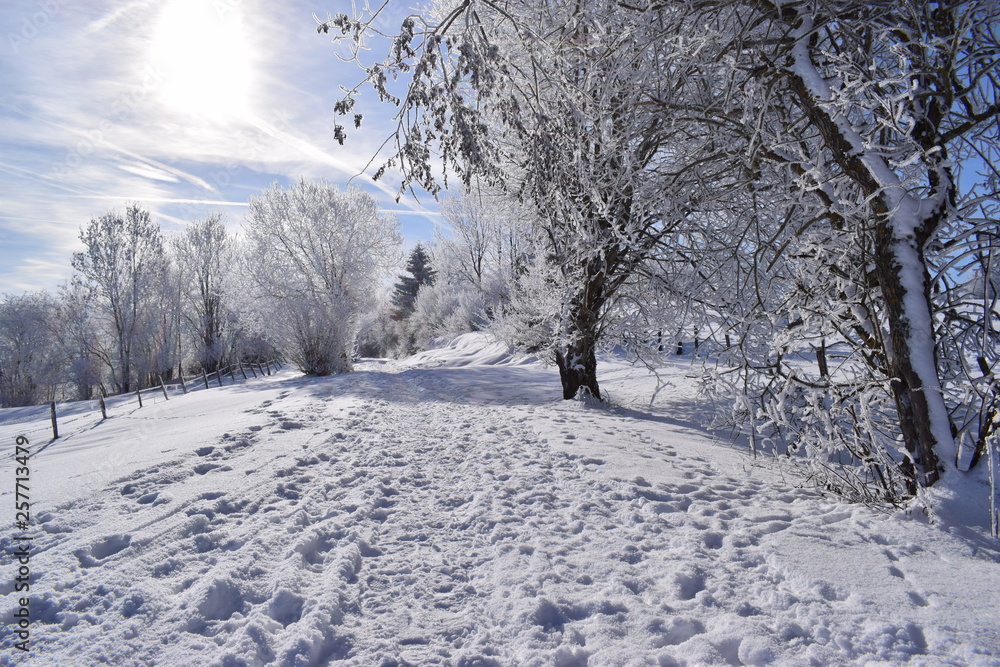 Fototapeta premium Neige 17
