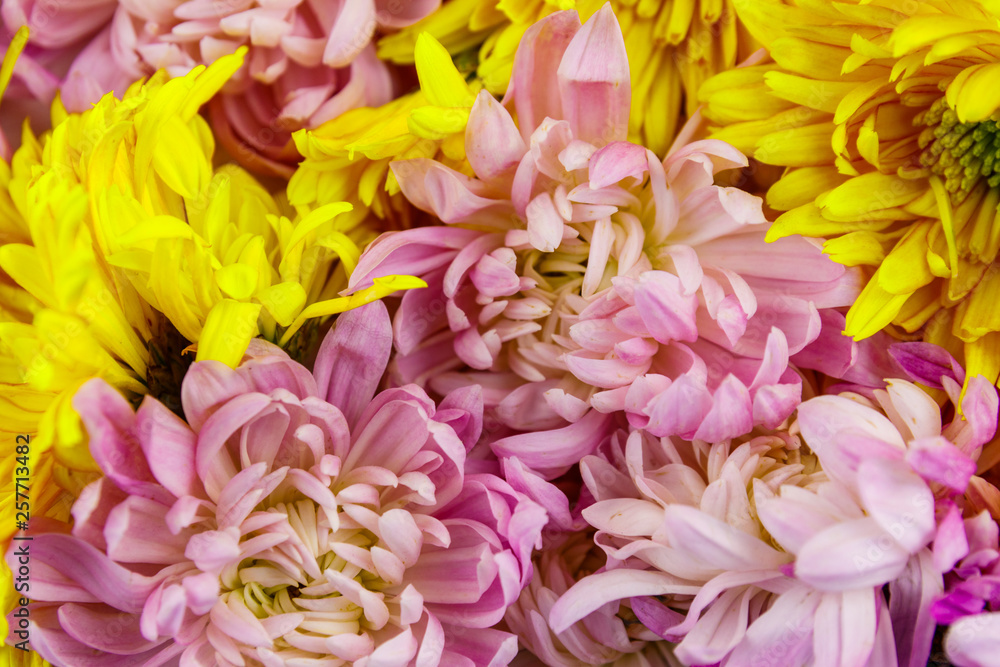 Background of the colorful chrysanthemum flowers Background of the colorful chrysanthemum flowers