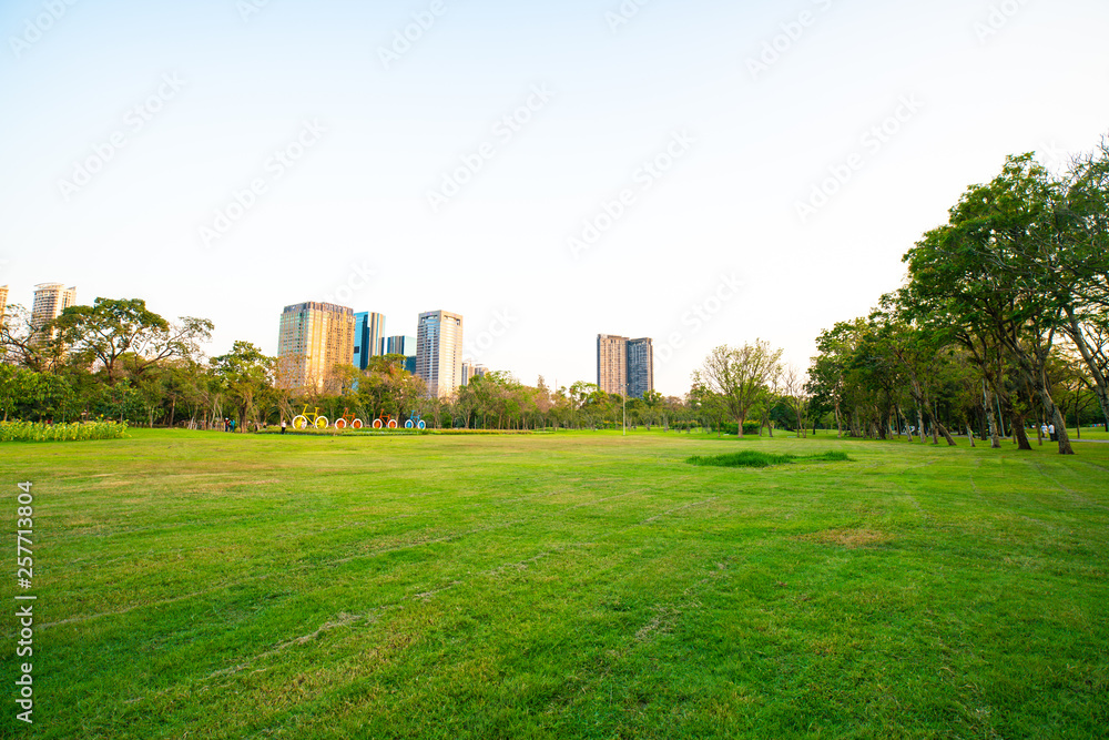 Beautiful green field with tree in city park sunset Beautiful green field with tree in city park sunset