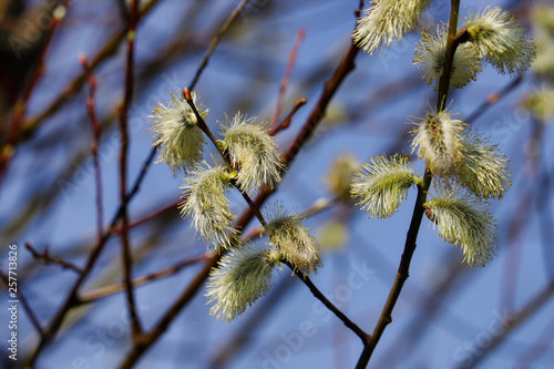View of pussy willow tree branch in the spring garden