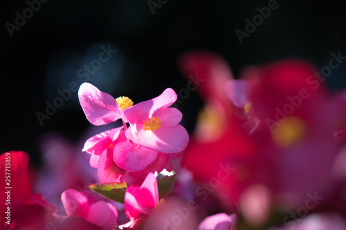 Close up on a pink begonia flower bed in Sydney Botanical Gardens. spring time - Begonia Semperflorens-cultorum