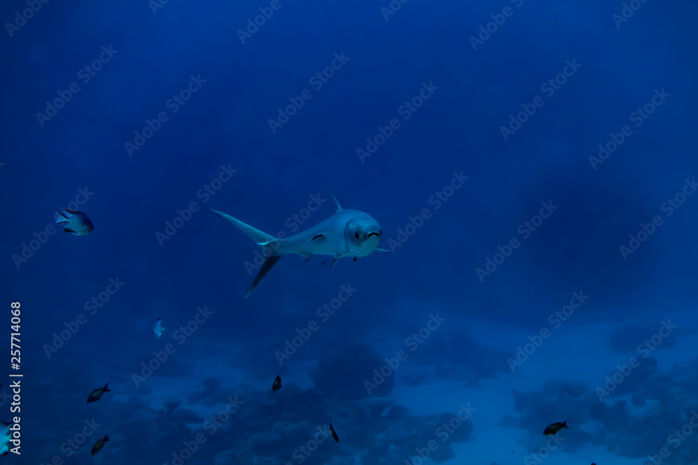Naklejka premium Fish swim in the Red Sea, colorful fish, Eilat Israel