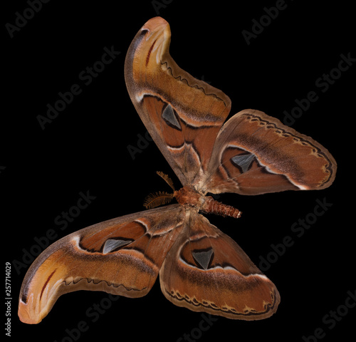 Attacus atlas. Color butterfly, a black background photo