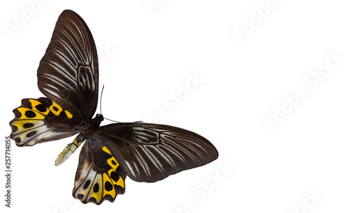 Troides hippolitus. Color butterfly, isolated on white background with clipping path