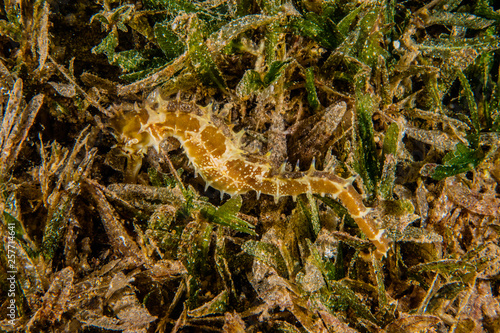 Sea       horse in the Red Sea Colorful and beautiful  Eilat Israel