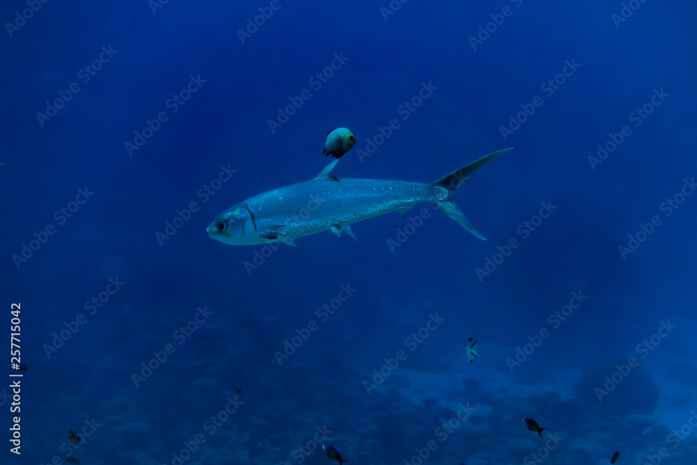 Obraz premium Fish swim in the Red Sea, colorful fish, Eilat Israel