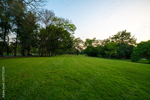 Beautiful green field with tree in city park sunset