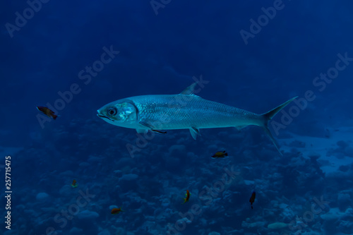 Fish swim in the Red Sea  colorful fish  Eilat Israel