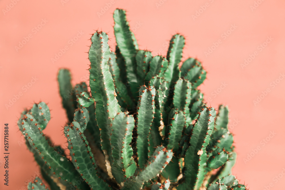 green Cactus on the orange background natural light green Cactus on the orange background natural light