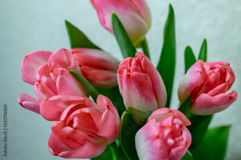flowers pink tulips, background texture March 8 holiday flowers pink tulips, background texture March 8 holiday