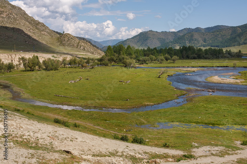 blue river in the green valley of the Altai mountains with trees and mountains