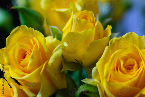 flowers yellow roses background texture holiday March 8