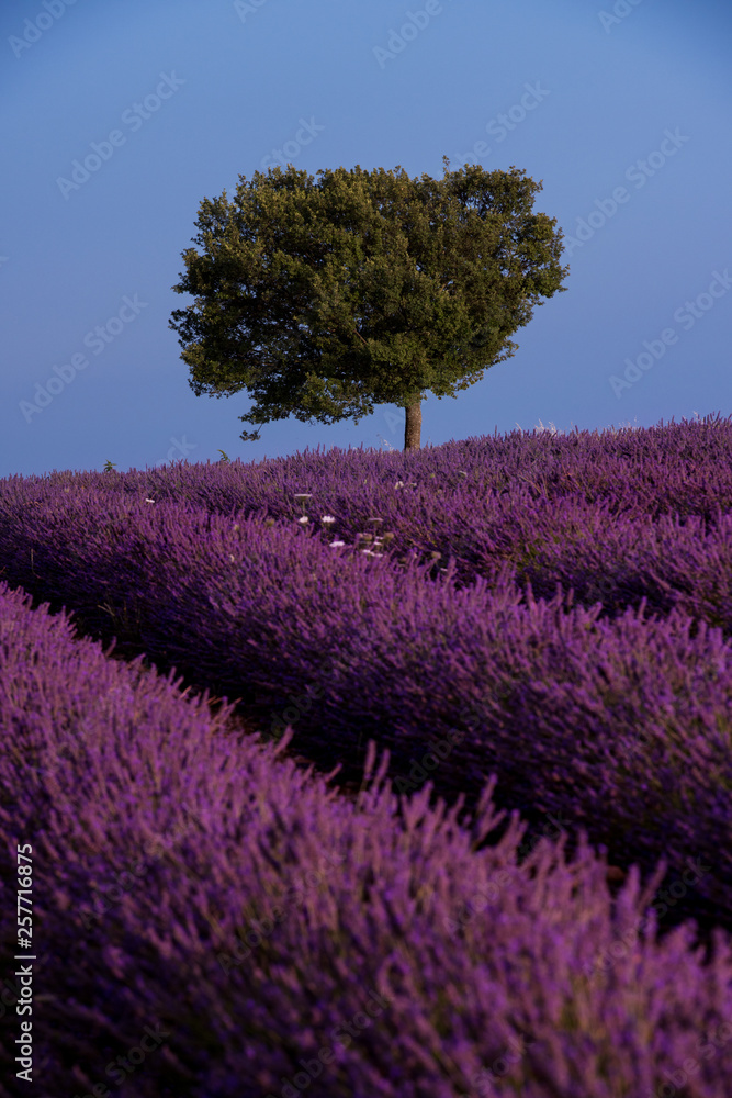 lonely tree at lavender field lonely tree at lavender field